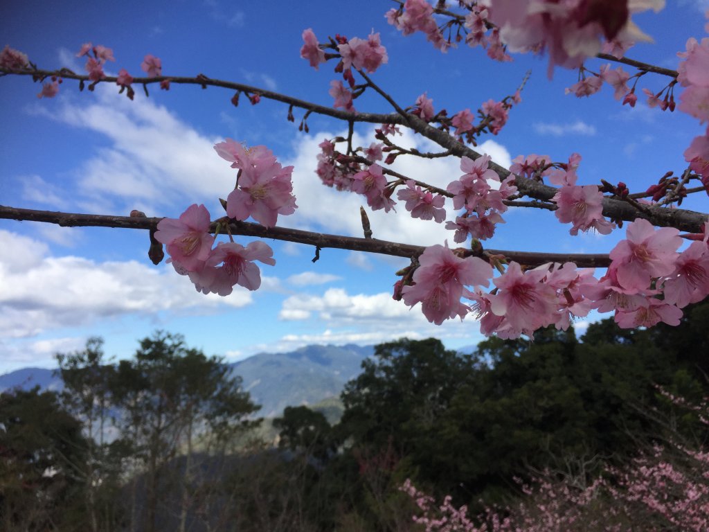 20230122高雄二集團櫻花公園_2014827