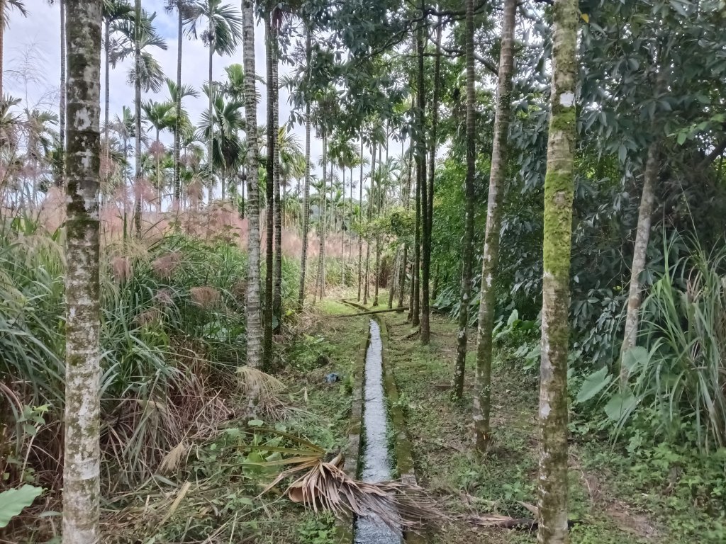 雙溪區冬陽下閃閃菅芒花_2949413