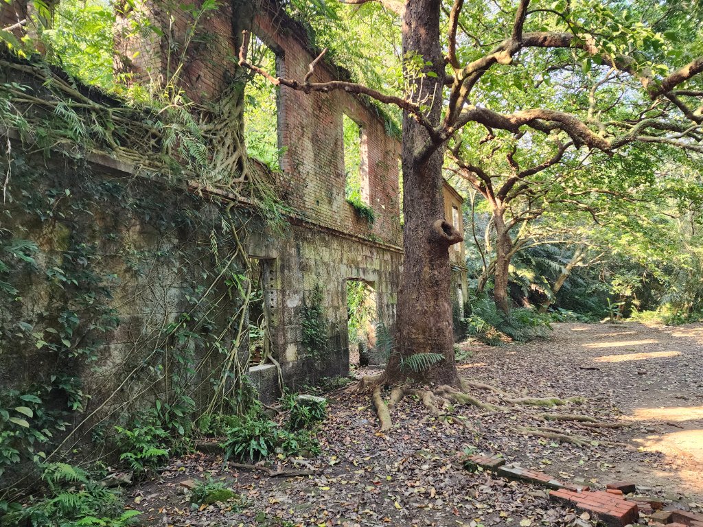 20250323慈湖草嶺山 ~ 五寮尖_2781056