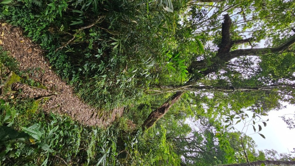 【暑假停課不停走】解鎖第49座小百岳#093都蘭山_2822531