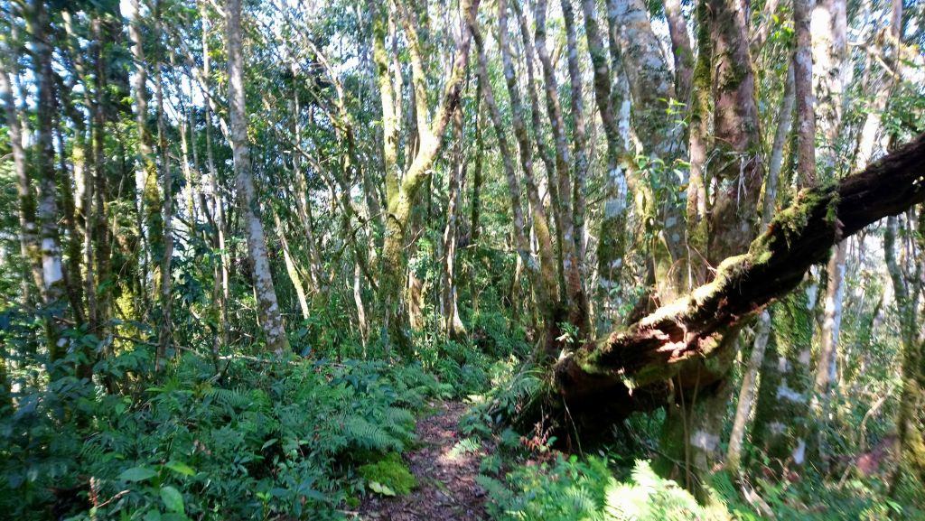 米羅山之木_292435