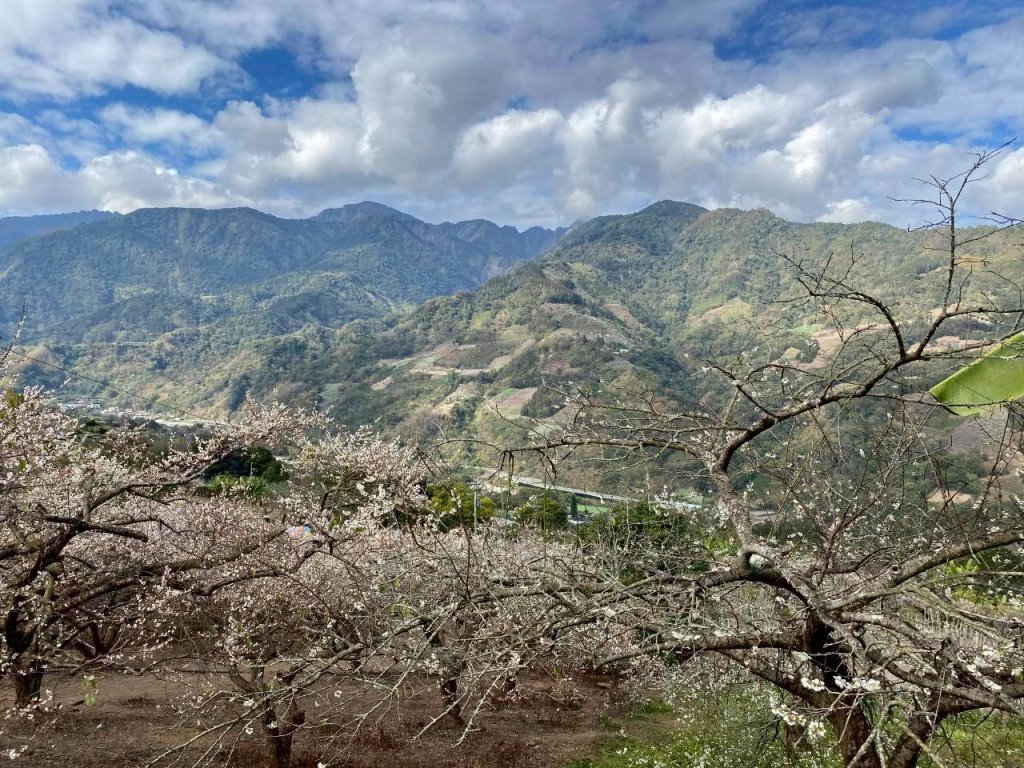 🌈1/17（六）蔡家古厝賞梅×梅子夢工廠×車埕老街✨FB：熊熊趴爬走🌈_2983911