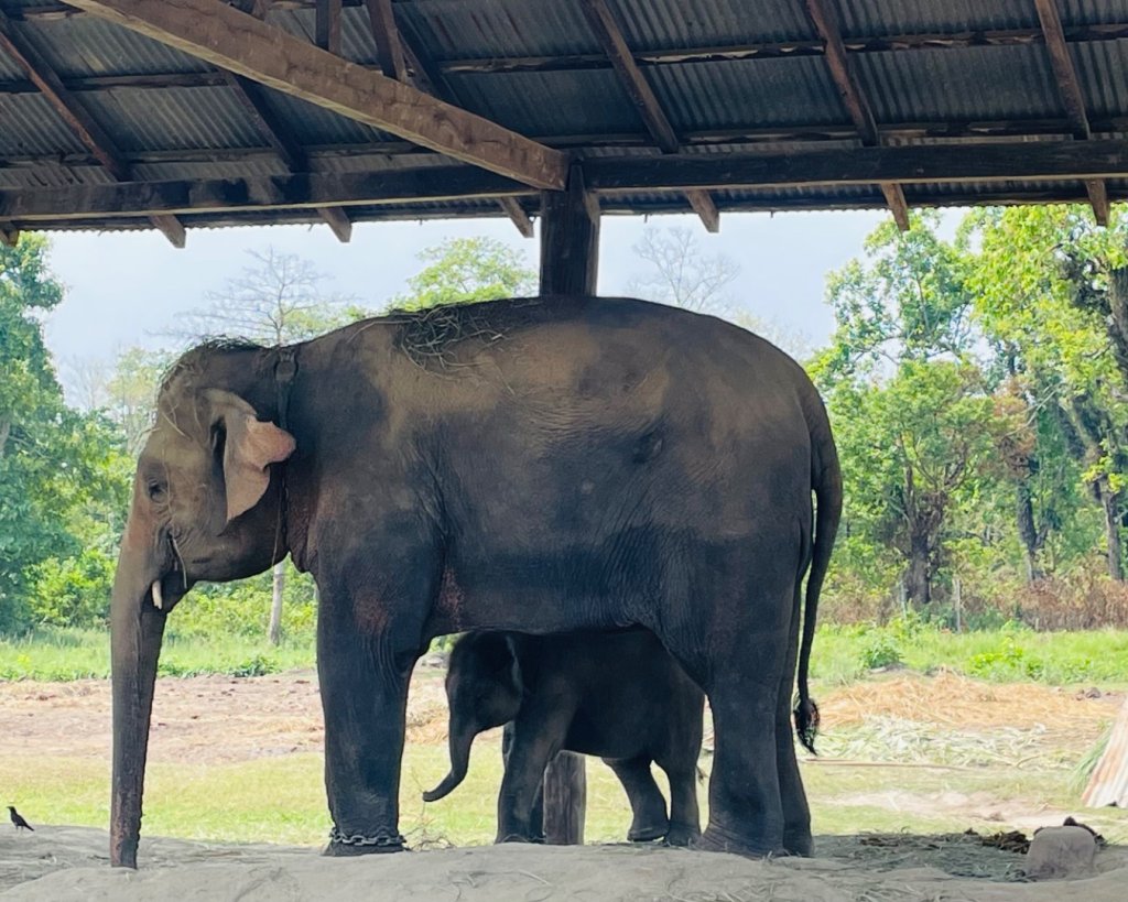 尼泊爾奇旺國家公園4天三夜_2788877