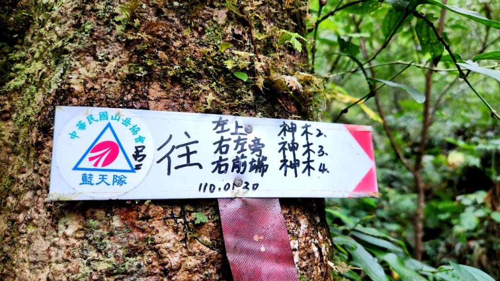 【中級山 】北得拉曼巨木步道，連走內鳥嘴山_2742210