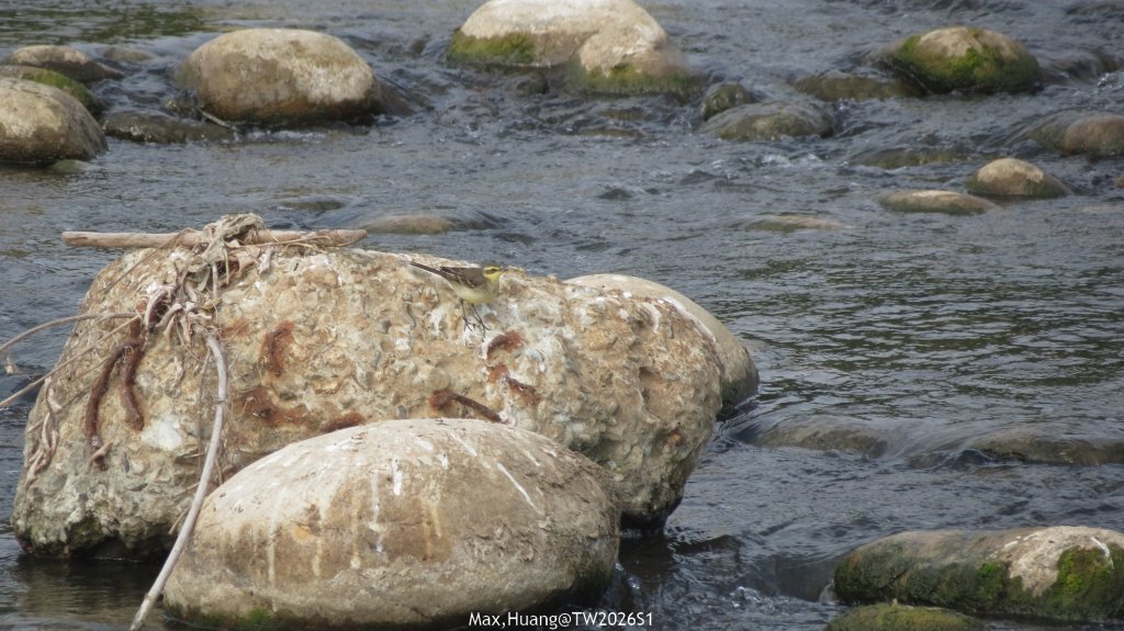 《台中》冬日暖陽｜筏子溪門戶迎賓水岸廊道健行賞鳥20260118_2983617