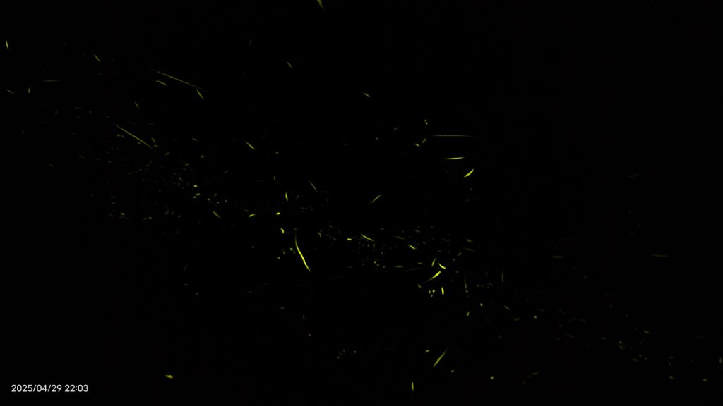 翡翠水庫壩頂 #火燒雲雲海 #日出雲海 #鱷魚島 #藍腹鷴 4/29_2773448