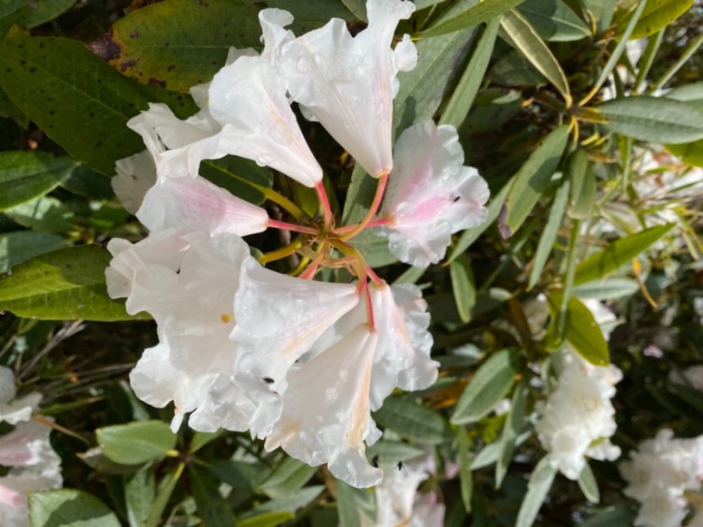 一日志雪_1406505