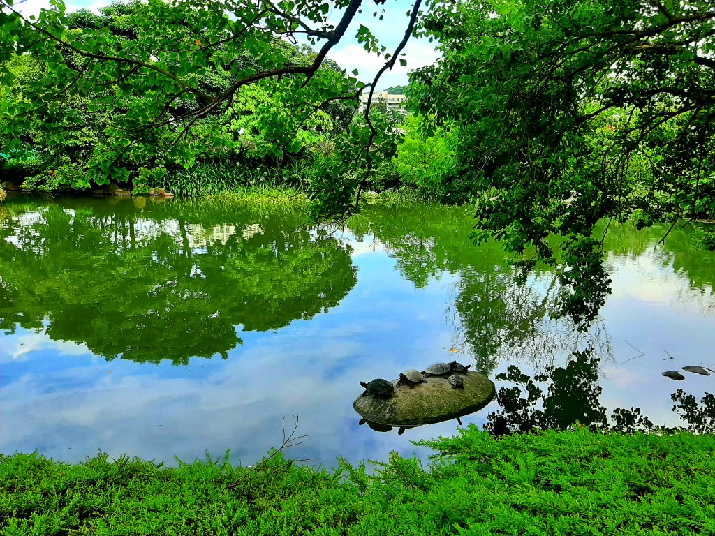 臺北趴趴走｜文山森林、台大、林森、淡水、大安森林、象山_2238265