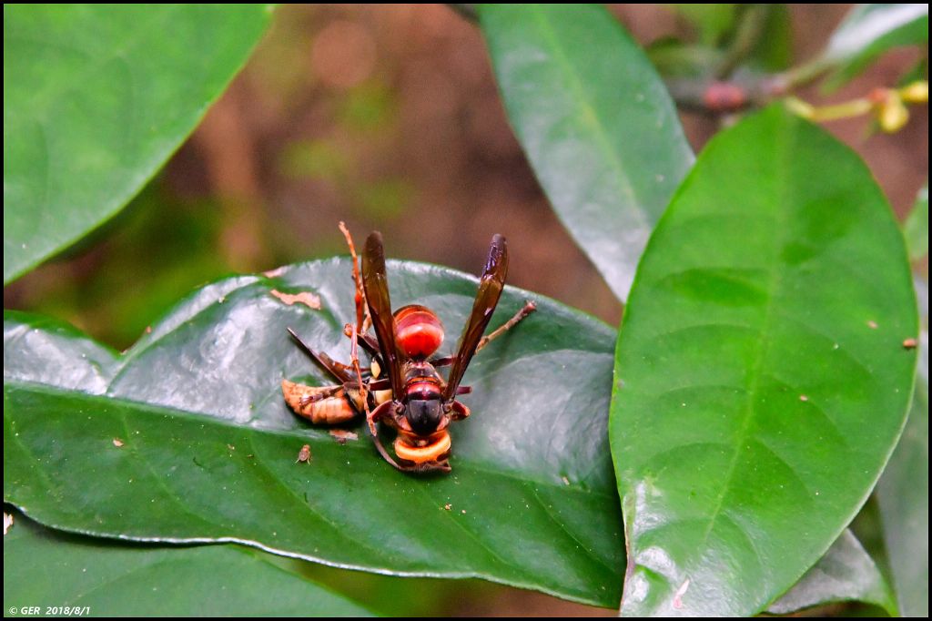 直擊 五寮尖山 の 仲夏岩場_376652