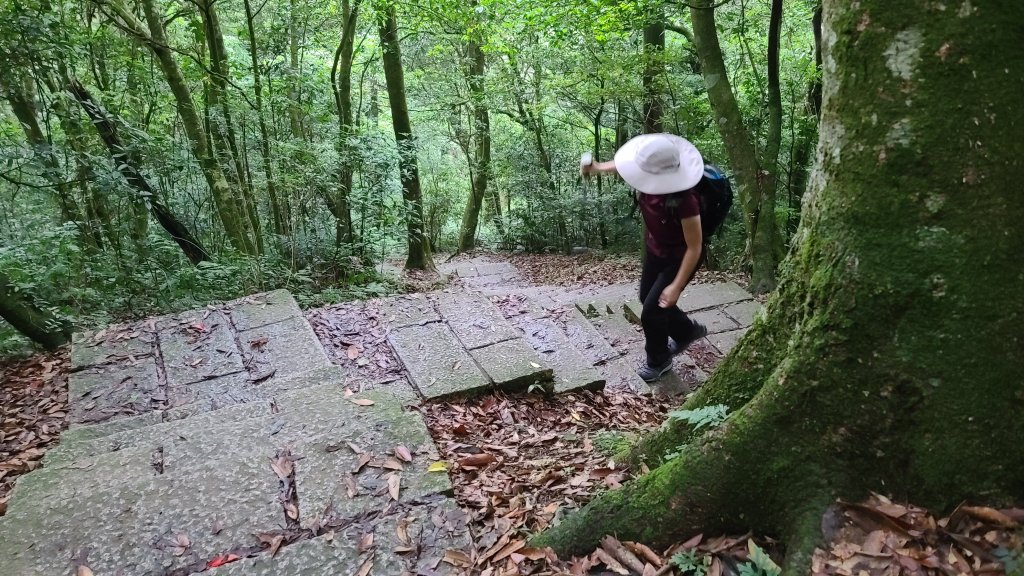 東眼山步道_1066654