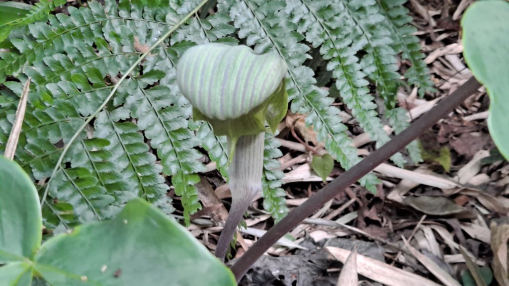 台北大縱走第一段_1249180