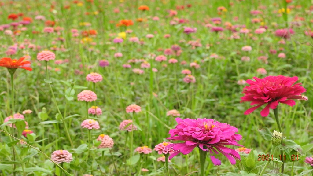 追花是簡單的快樂，賞花是恬淡的幸福。_1500781
