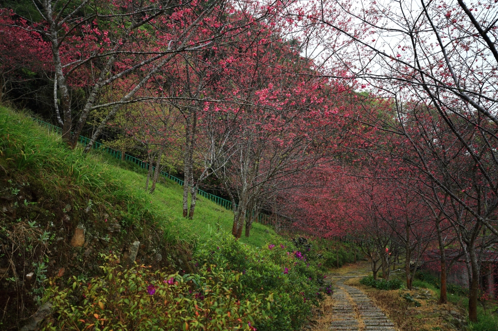 金針山。花_13203