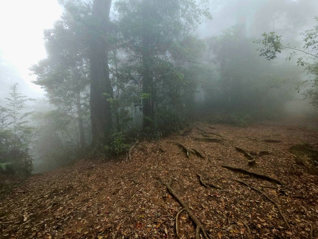 金柑樹山、忘憂森林步道-(南投)臺灣百大必訪步道_2789388
