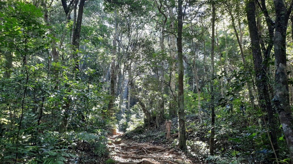 《新竹》斷崖神木｜北得拉曼步道小P繞20251017_2917460