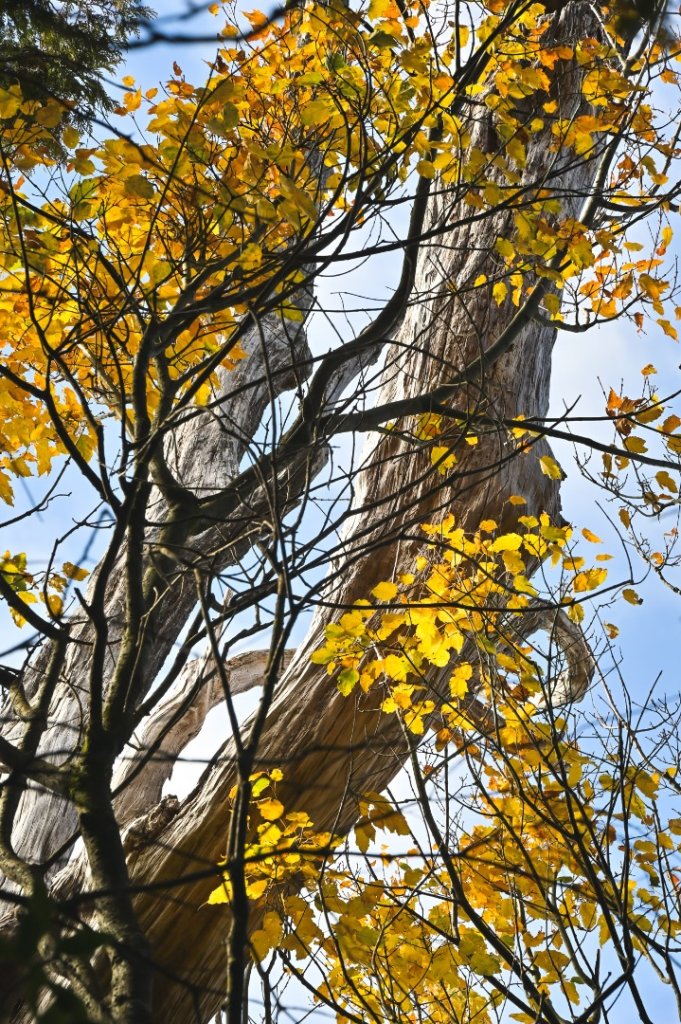 鳶嘴稍來步道賞楓季 ，大雪山門票優惠到12/31！_2969526