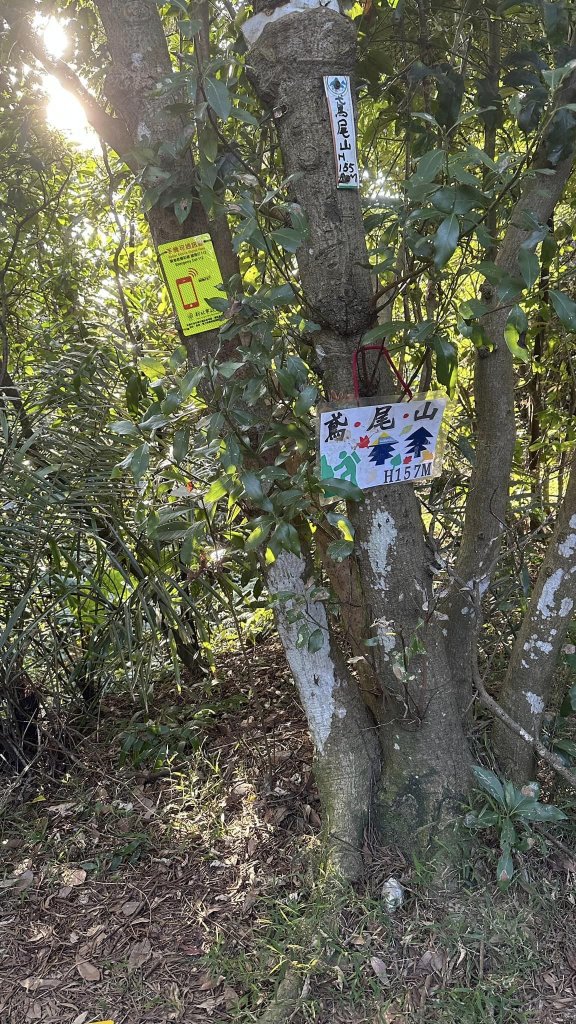 20231119三峽鳶尾山_2354533