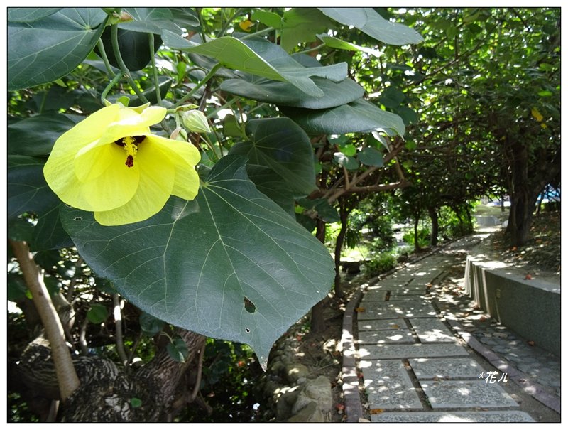 夏日/黃槿的花開_1417581
