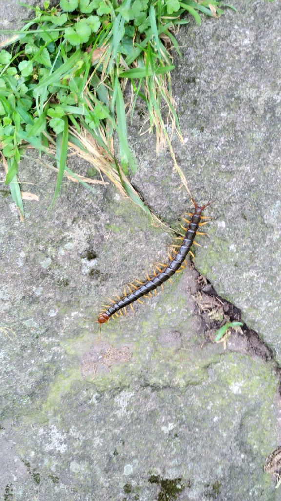 天晴風強!七星山主峰空蕩蕩!_137978