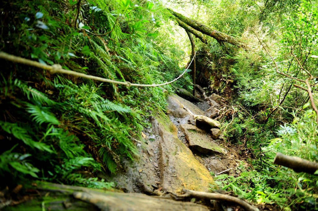 2020 D1025 北德拉曼賞山毛櫸 _1143965