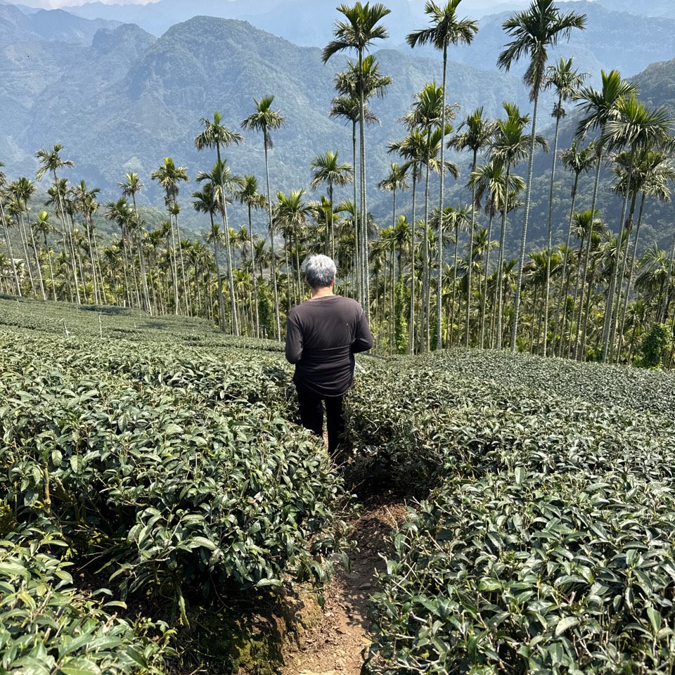 20250308古坑後棟山涼亭、挑筍古道_2730478
