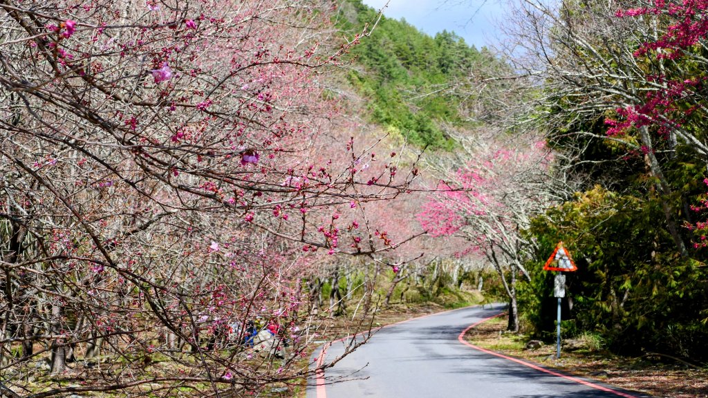 《踏莎行・武陵山櫻》_2712499