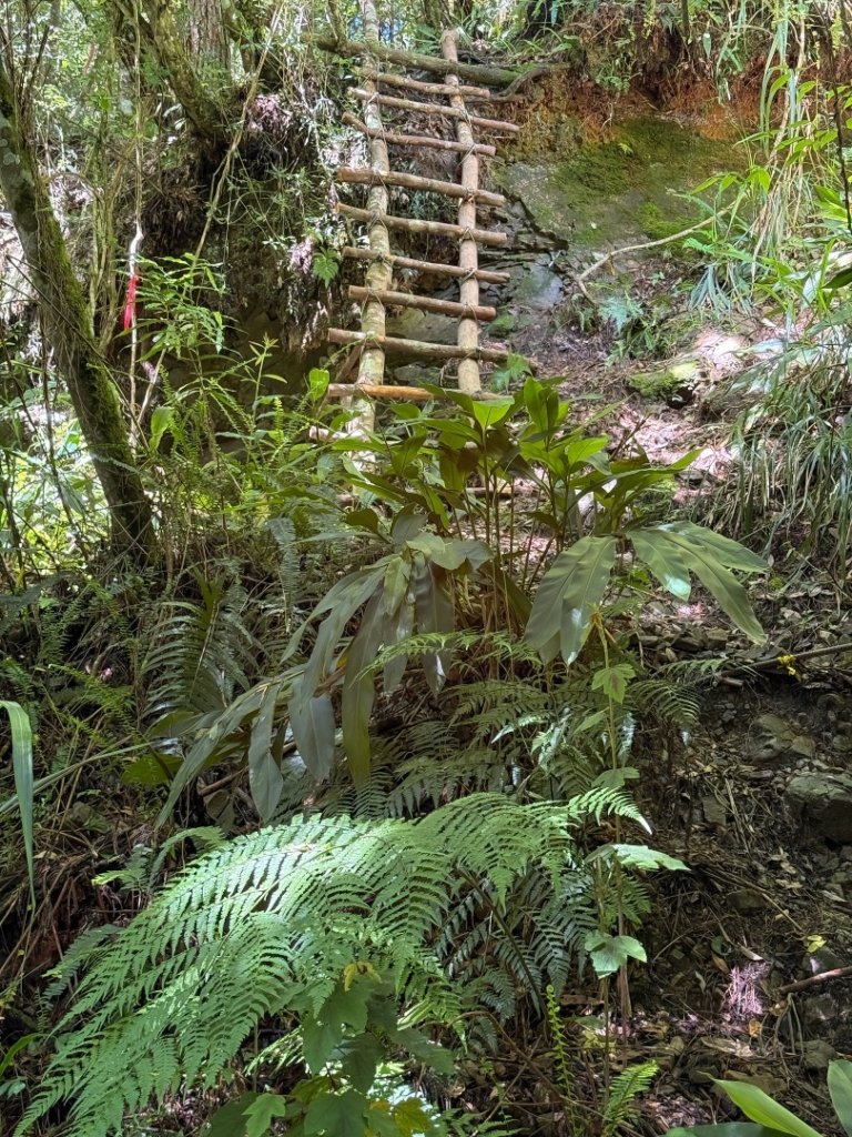 鹿屈山-杉林溪賞花趣_2816464