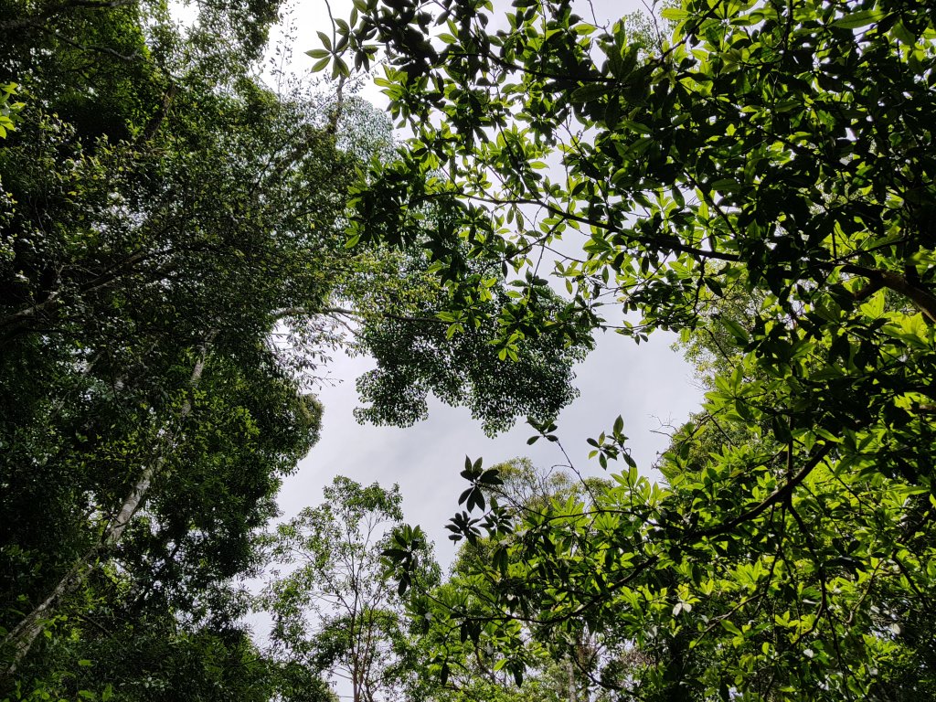 復興三尖之那結山_1423079