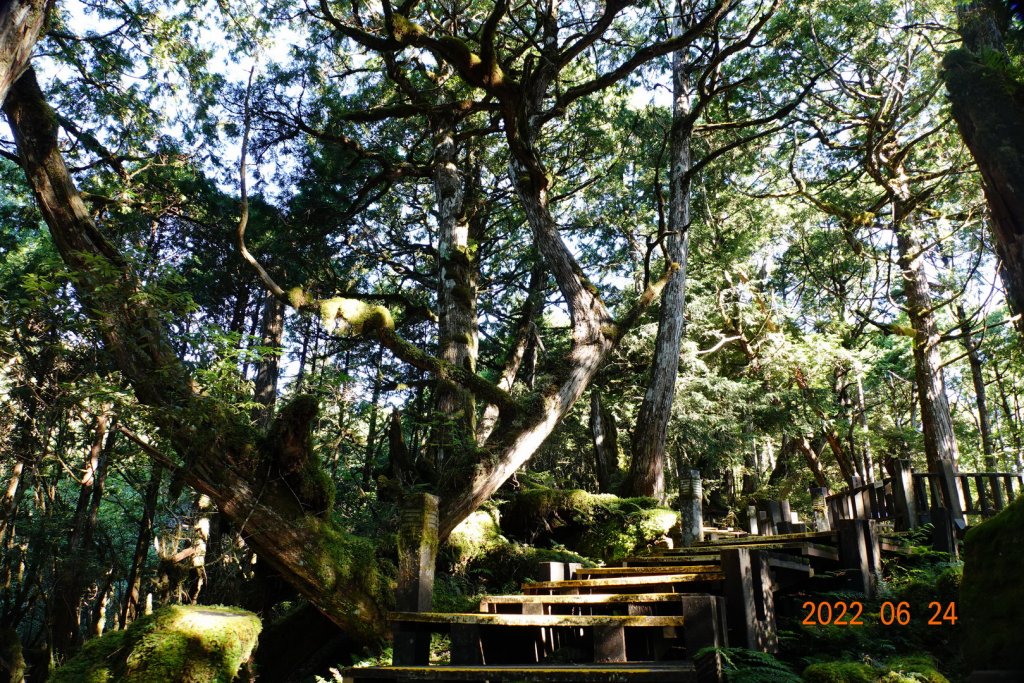 宜蘭 大同 太平山森林遊樂區 檜木原始林步道_1743668