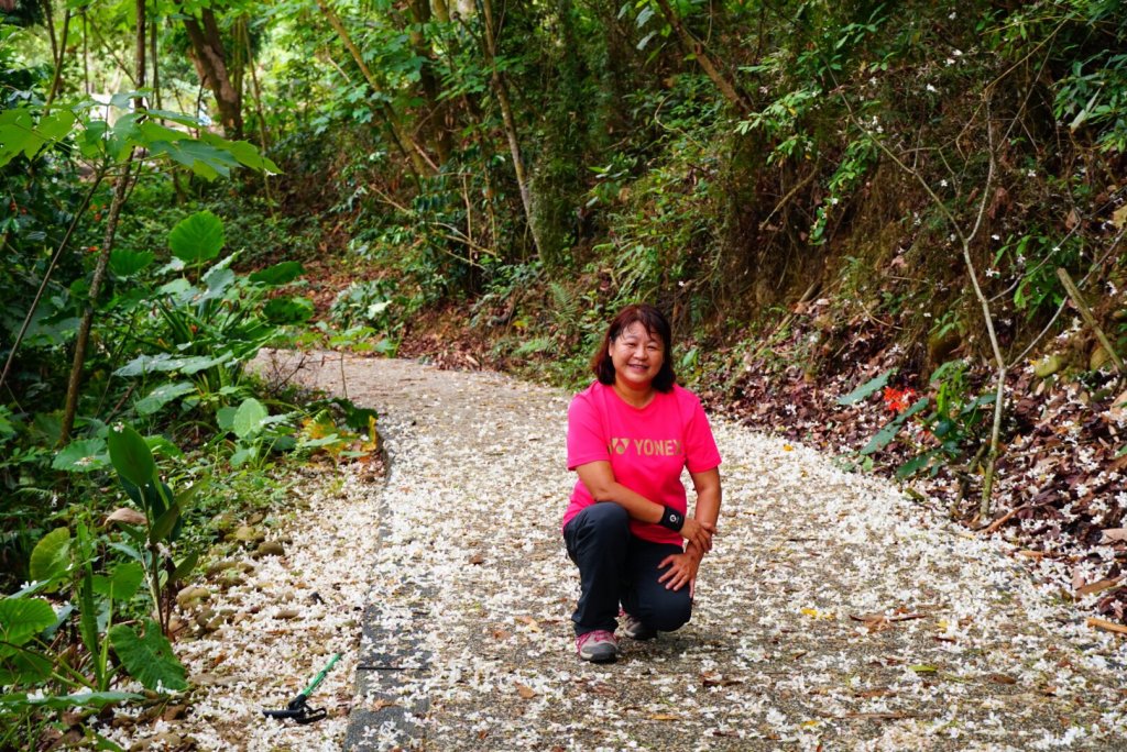 古坑荷苞山步道賞桐花_917406