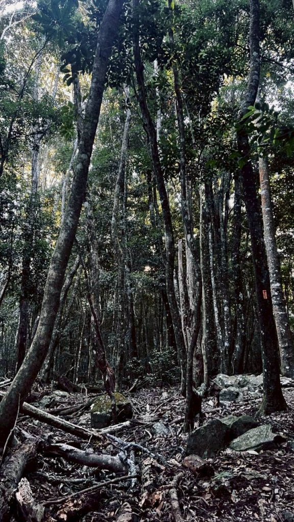 🌈11/15（六）松鶴上八仙山下森林遊樂區✨FB：熊熊趴爬走🌈_2937645