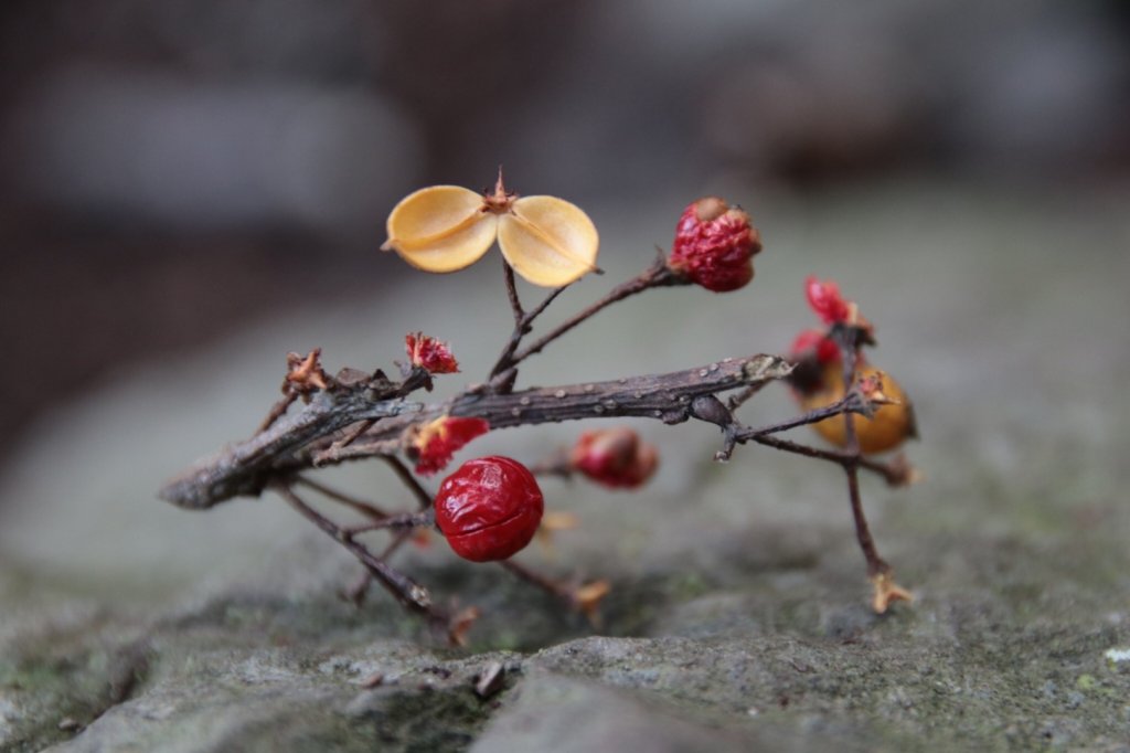 探訪消失的白雪村+北霞山東水兒玉山O型縱走_1991266