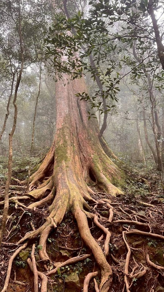 🌈12/28（日）北得拉曼神木+內鳥嘴山✨FB：熊熊趴爬走🌈_2971270