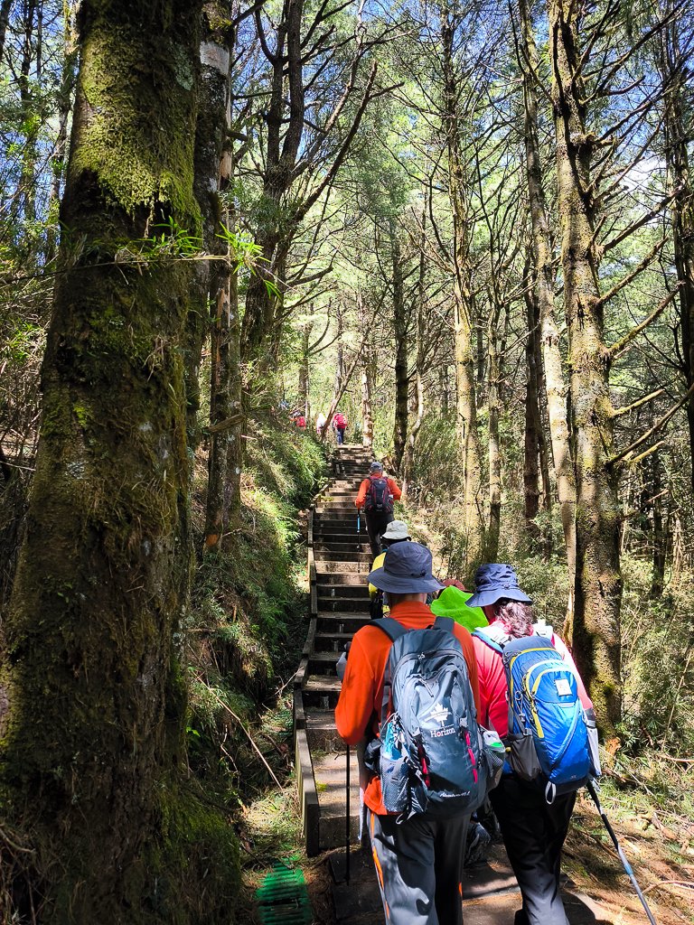2025-08-24 塔塔加-大鐵杉-鹿林山莊-鹿林前山-鹿林山-黑森林-玉山登山口-上東埔_2869114