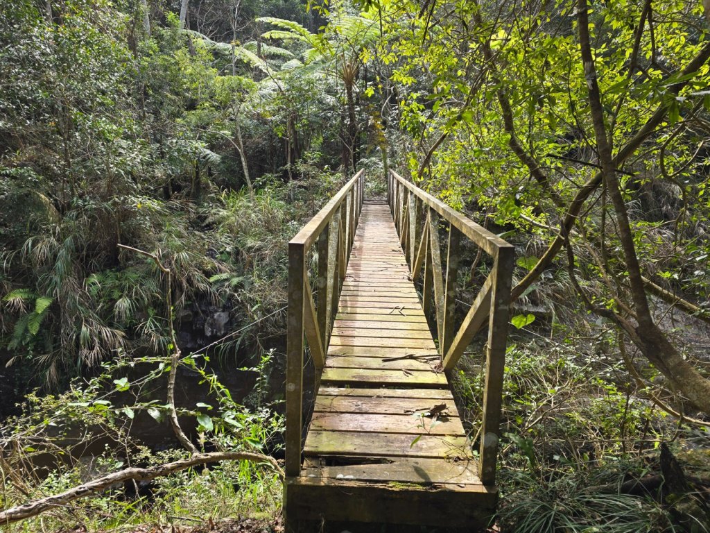 蝶夢八唐（裡冷登山口往返）八仙山出雲海下山順賞富士櫻_2722690