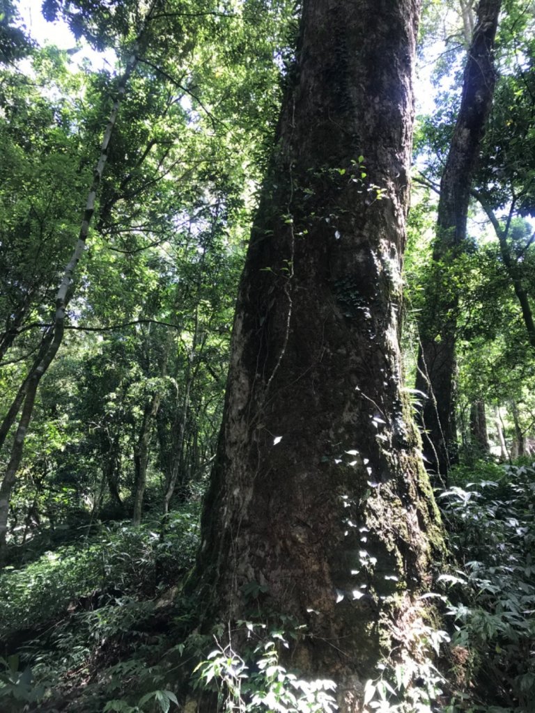 檜谷山莊爬山趣_992381