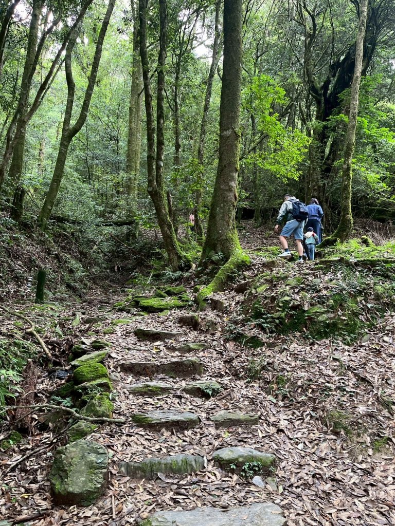 新竹 五峰 觀霧國家森林遊樂區 蜜月小徑+檜山巨木群步道_2811445