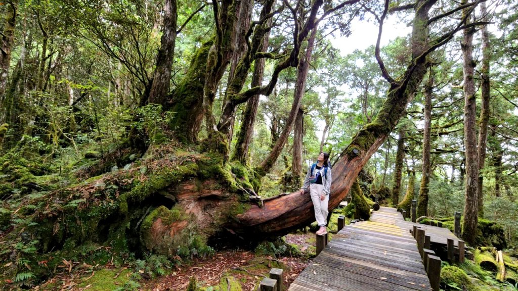 太平山森林遊樂區，檜木原始林步道，九寮溪自然步道，戈霸瀑布，開眼崙登山步道封面圖