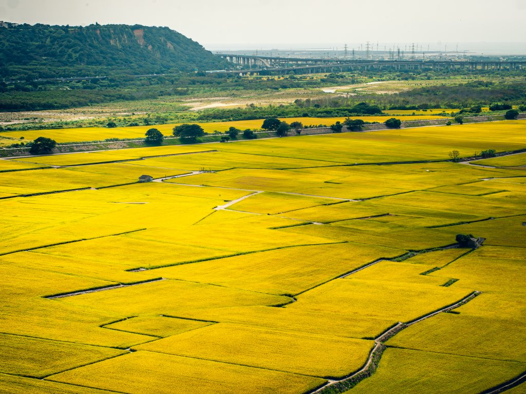外埔忘憂谷—豐收在即的稻香悠谷_2197943