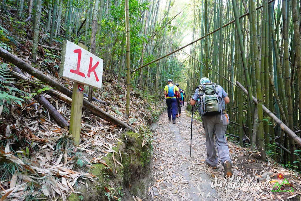 司馬庫斯神木群步道_1377335