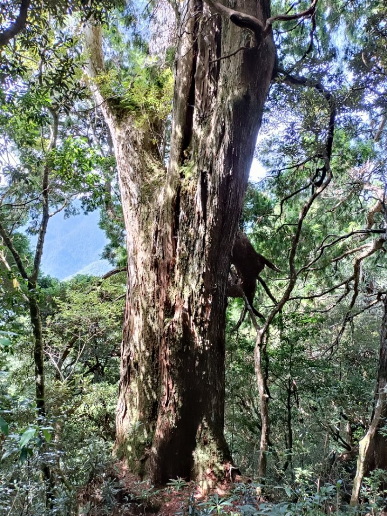 低陸山-嘎拉賀神木_1765082