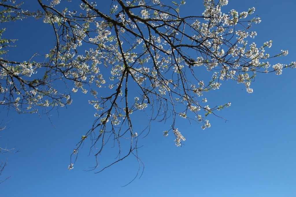 109.02.27 武陵農場(國光號)_905459