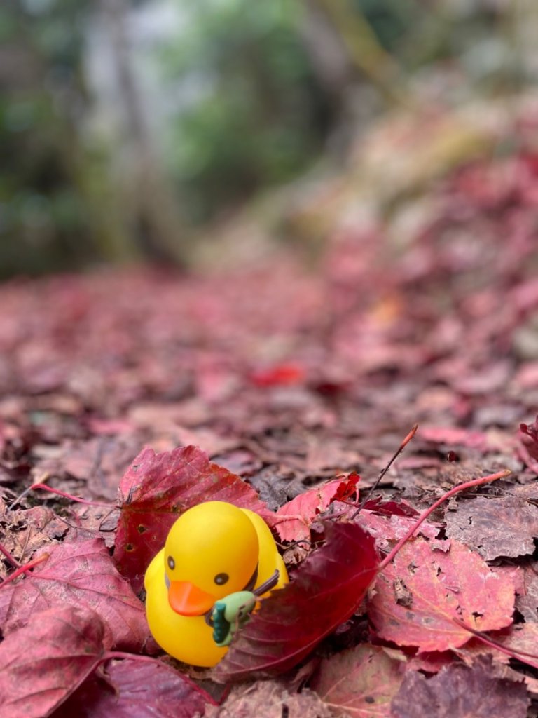 鳶嘴捎來賞楓趣封面圖