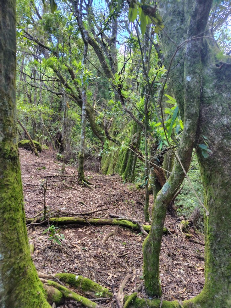 沙里仙林道、沙里仙溪、同富山/埔沙山、東埔山、阿毛巨木_2812671