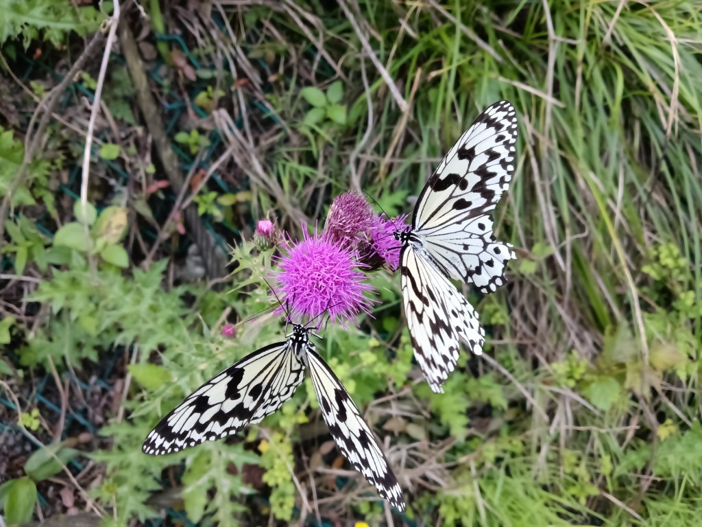 瑞芳區海園古道+鼻頭山稜+門牙岩O型封面圖