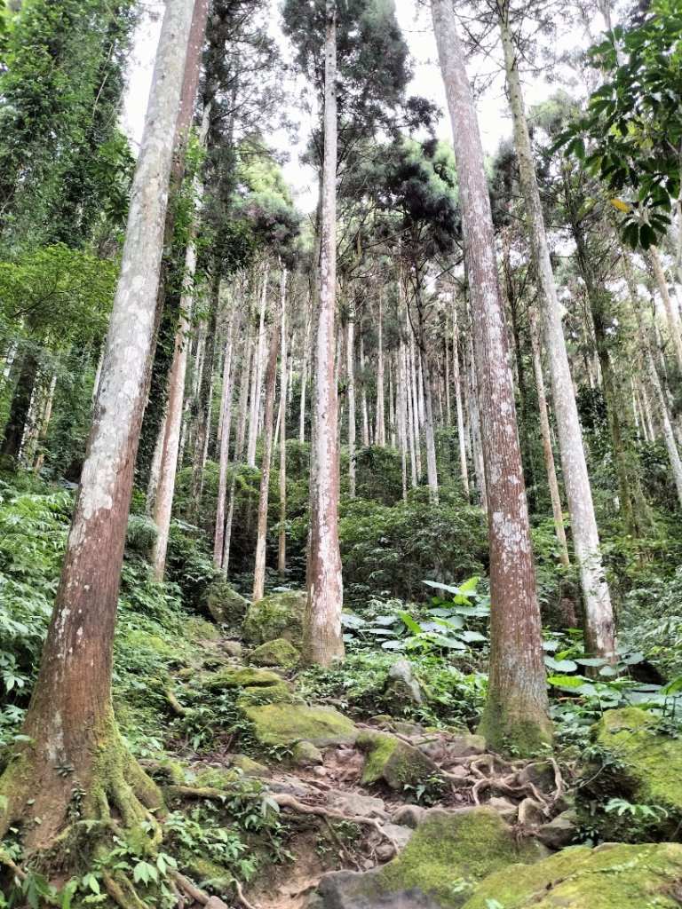 五指山登山步道封面圖