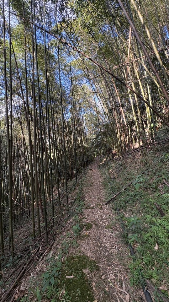 山毛櫸的「最後一舞」_2955418