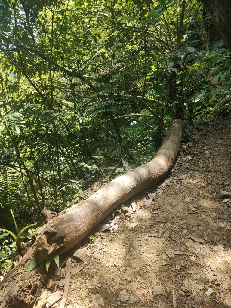 馬胎古道_1774209