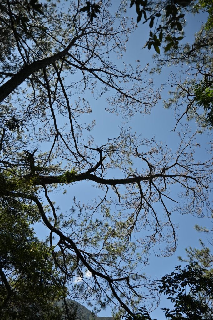 谷關七雄-馬崙山1st_2888297