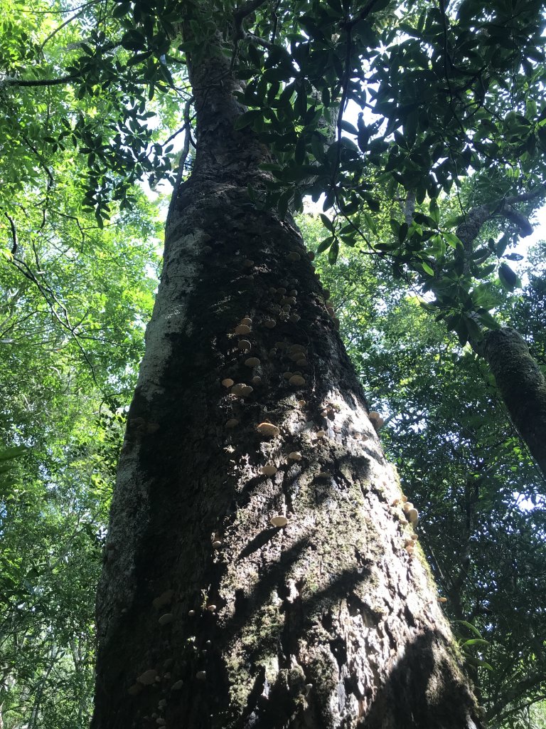 哈盆古道-波露南山-波露山O型走_1475871